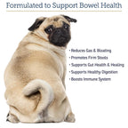 Rx Vitamins NutriGest Probiotic Powder for Cats & Dogs - 4.65oz - image 4