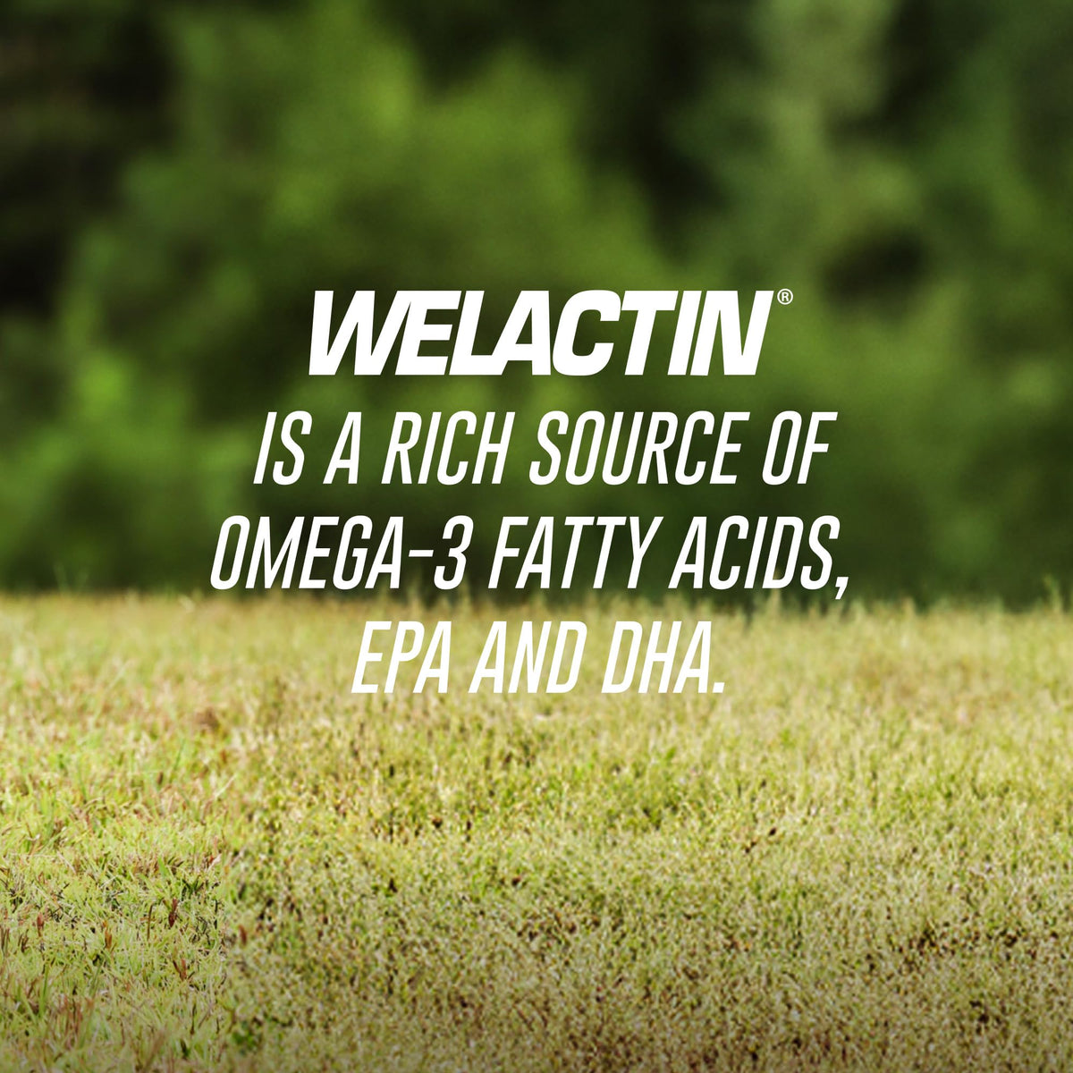 Nutramax Welactin Omega-3 Fish Oil for Dogs - 120 Softgels - image 3