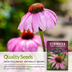 Survival Garden Seeds Purple Coneflower Echinacea Purpurea - 1 Pack - image 5