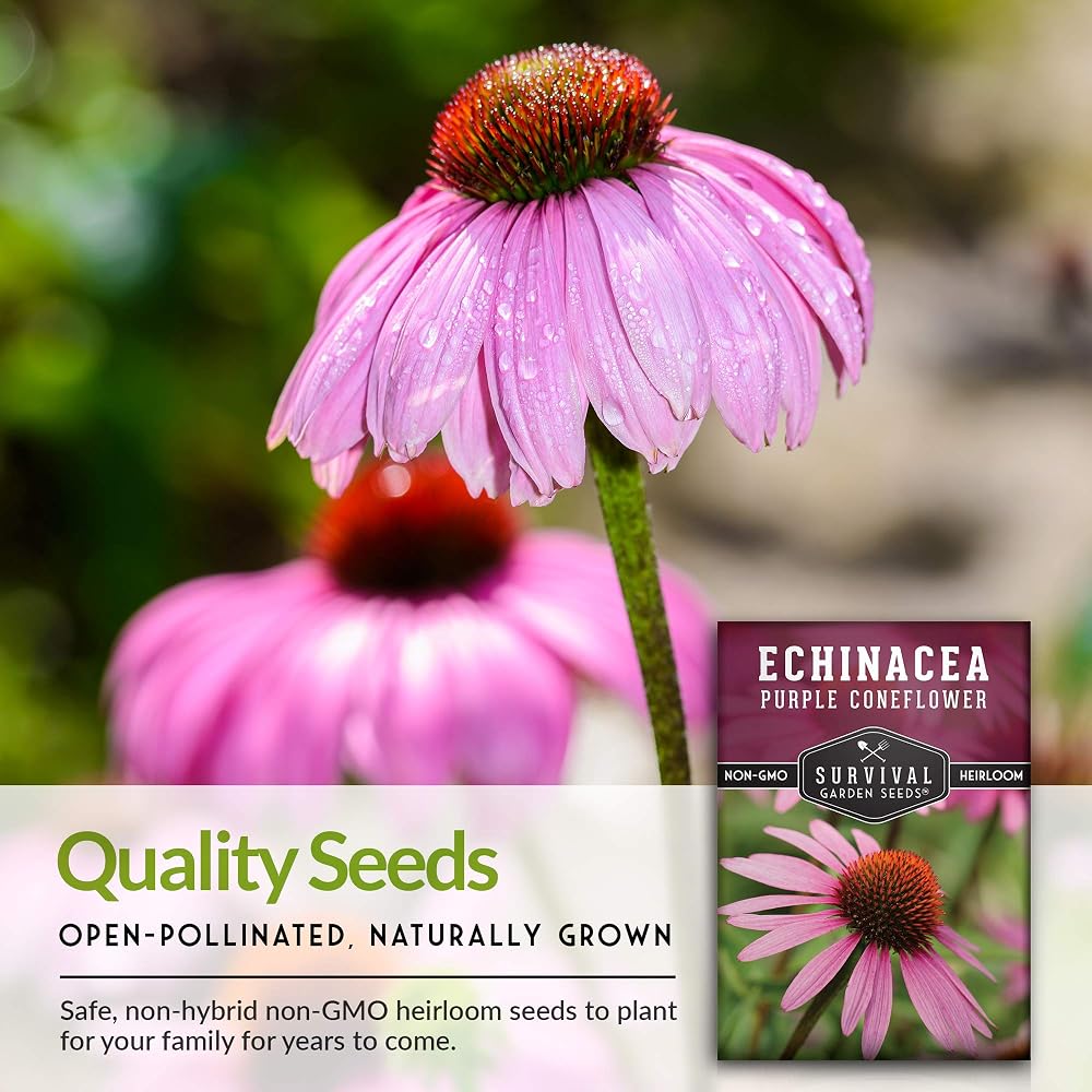 Survival Garden Seeds Purple Coneflower Echinacea Purpurea - 1 Pack - image 5
