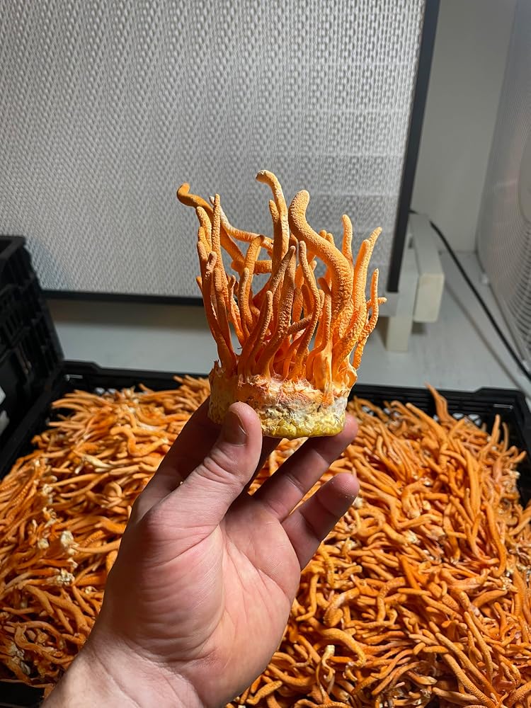 Hodgins Harvest Organic Dried Cordyceps - 1 Ounce - image 4
