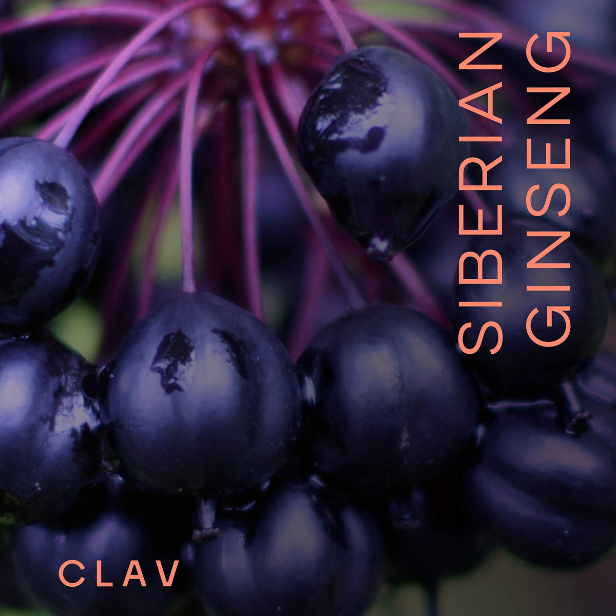 CLAV Siberian Ginseng 900mg Eleutherococcus Root - 60 Capsules - image 2