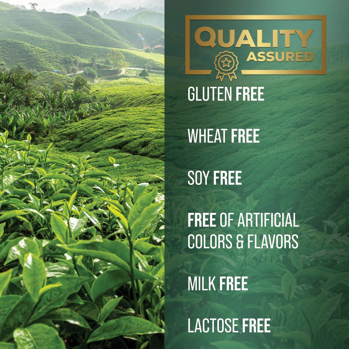 SILVERONYX Green Tea Extract 1000mg - 98% Polyphenols & 45% EGCG
