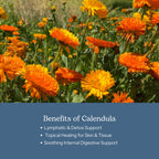Eclectic Institute Freeze Dried Calendula Capsules - 90 Count - image 4