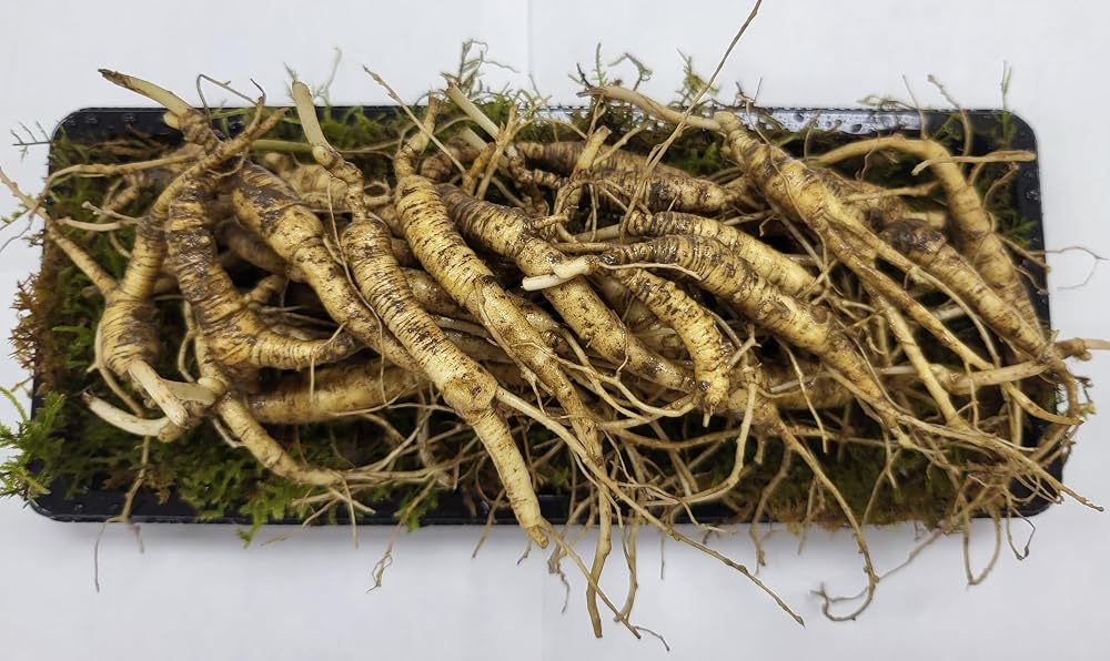 Generic American Wild Fresh Ginseng Appalachian Mountain Panax - 2.5 oz