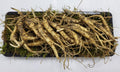 Generic American Wild Fresh Ginseng Appalachian Mountain Panax - 2.5 oz