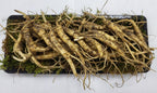 Generic American Wild Fresh Ginseng Appalachian Mountain Panax - 2.5 oz