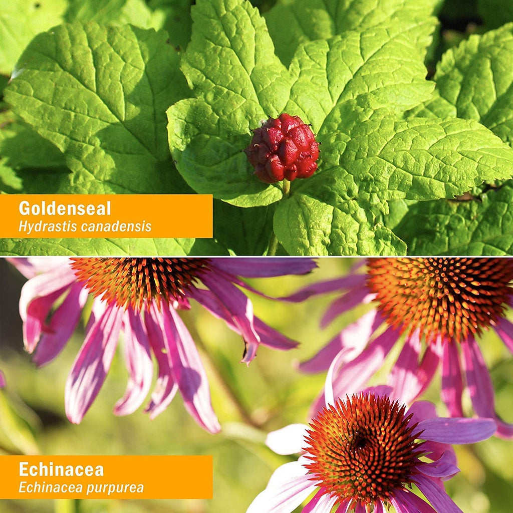 Herb Pharm Golden Echinacea Liquid Extract for Immune Support - 1 Fl Oz - image 6
