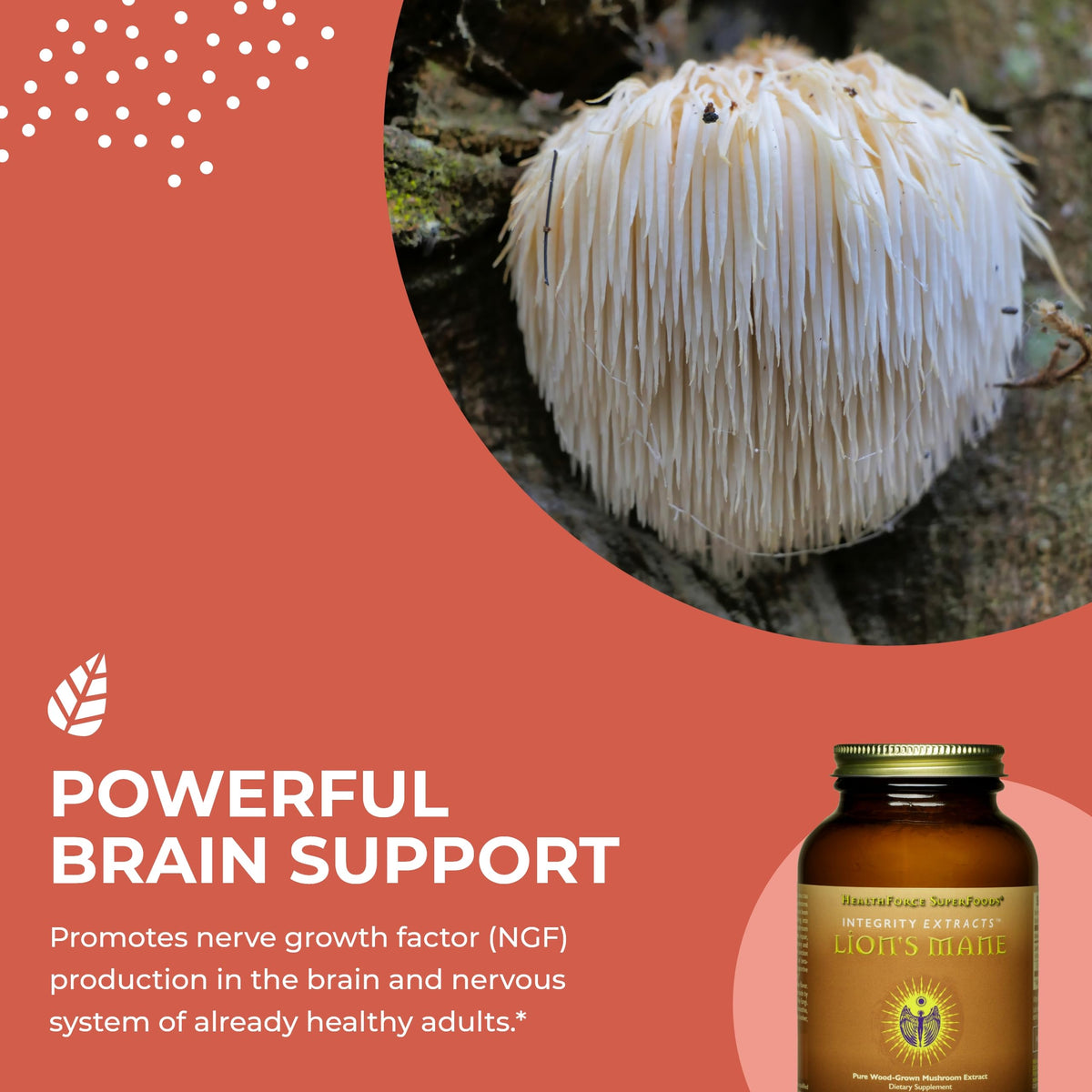 HEALTHFORCE SUPERFOODS Integrity Extracts Lion's Mane Powder - 60g - image 4