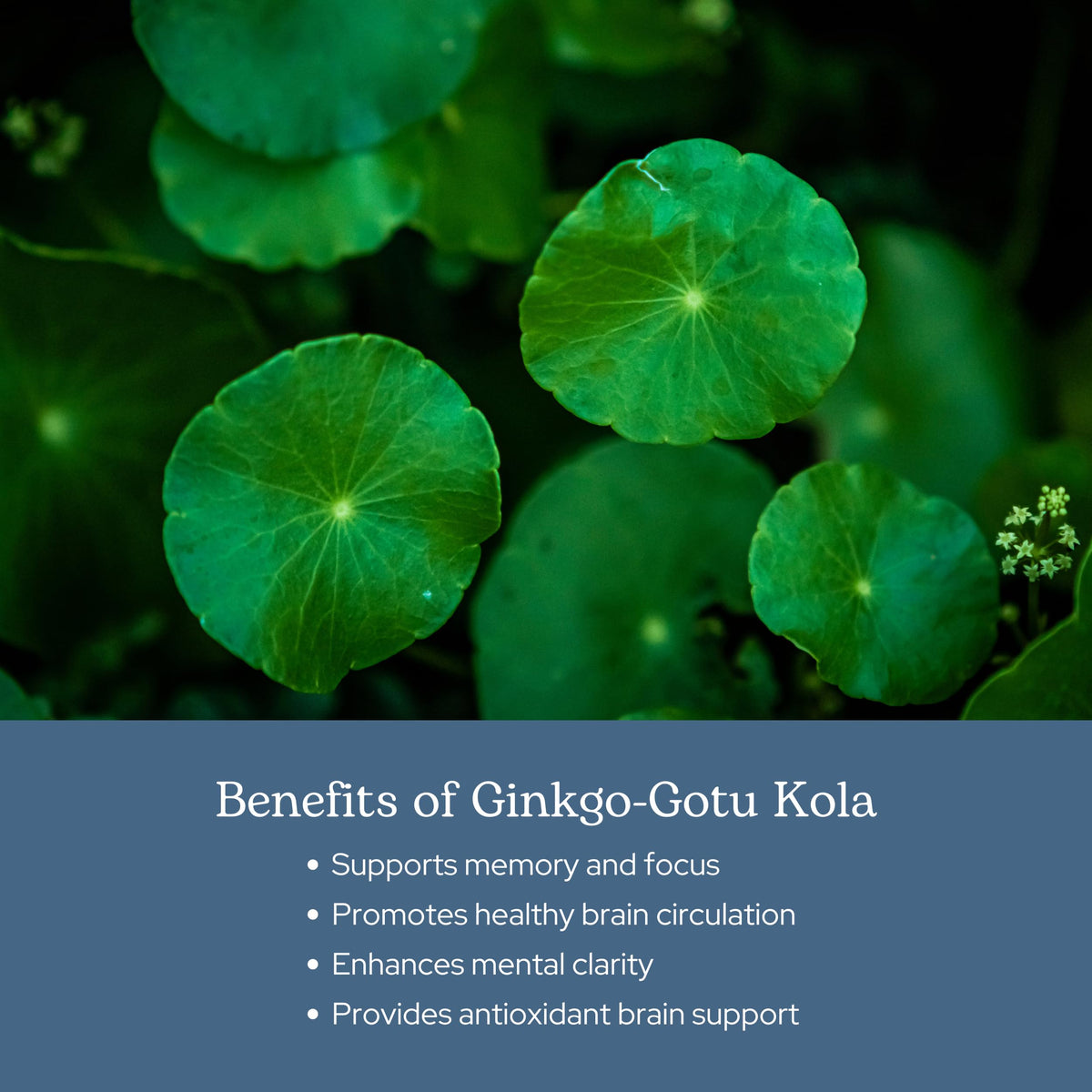 Eclectic Institute Ginkgo Gotu Kola Capsules Brain Support - 90 Capsules - image 4
