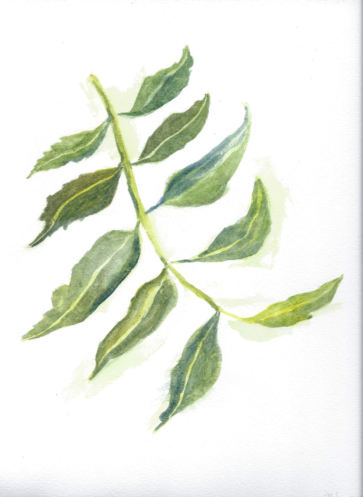 Maui Medicinal Herbs Neem Leaf 450mg - 90 Vegetarian Capsules - image 5