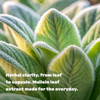 DEAL SUPPLEMENT Mullein Leaf Extract 800mg - 240 Vegetarian Capsules - image 4