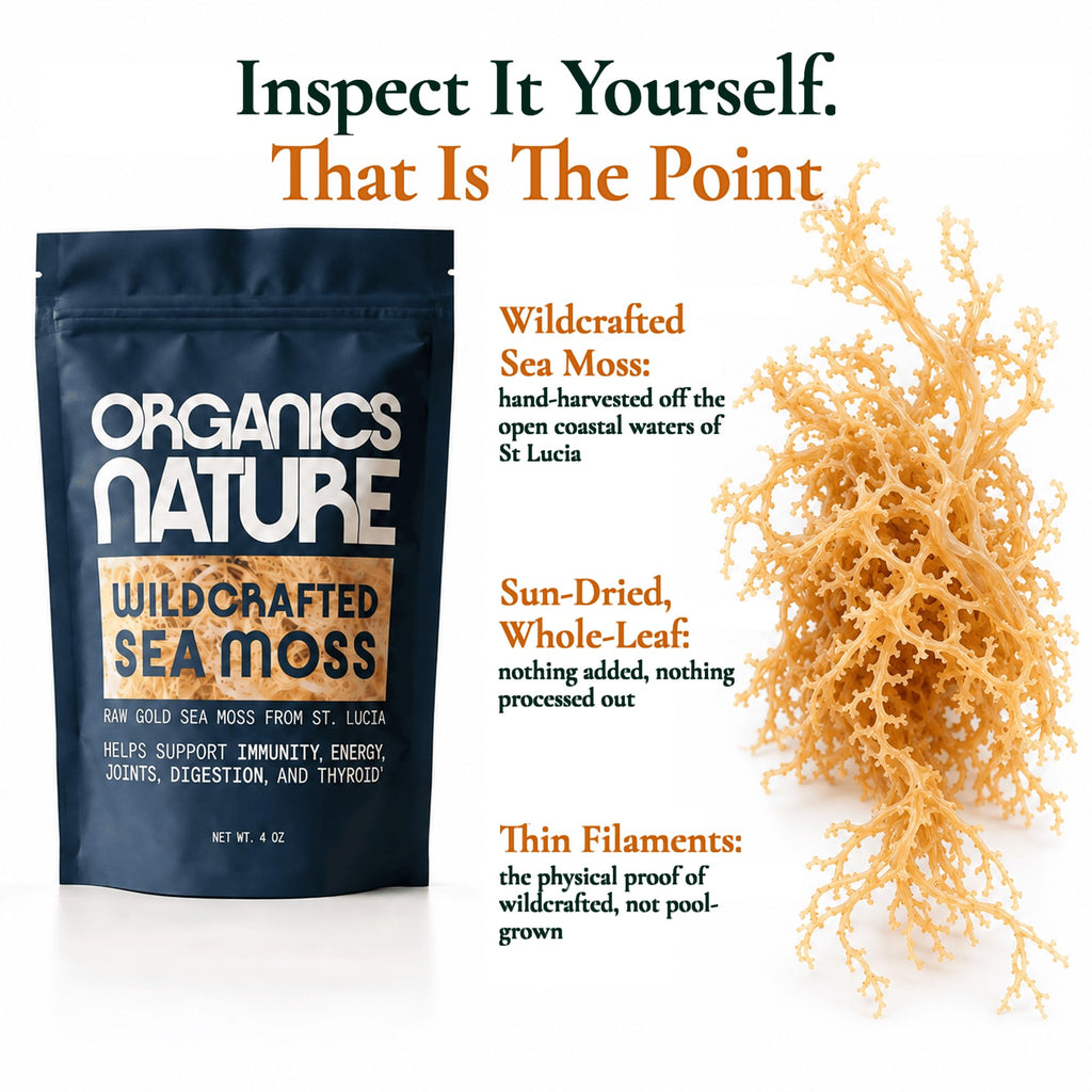 ORGANICS NATURE Raw Sea Moss Irish Wildcrafted Sun Dried - 4 Oz - image 3