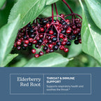 Eclectic Institute Elderberry Red Root Respiratory Support - 1 oz - image 3