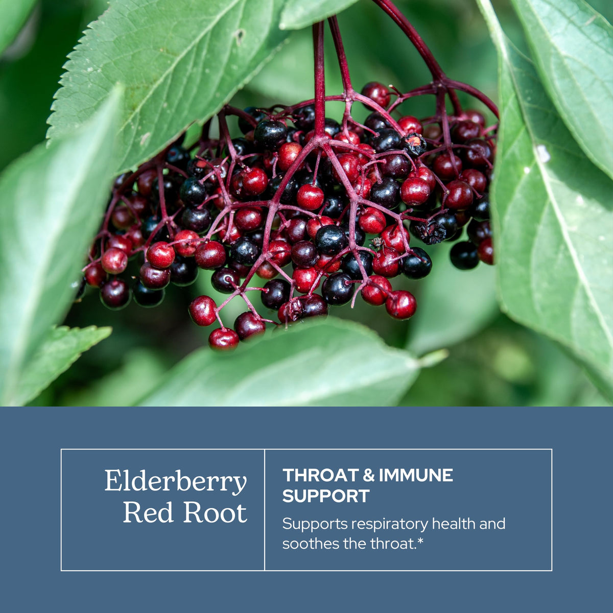 Eclectic Institute Elderberry Red Root Respiratory Support - 1 oz - image 3