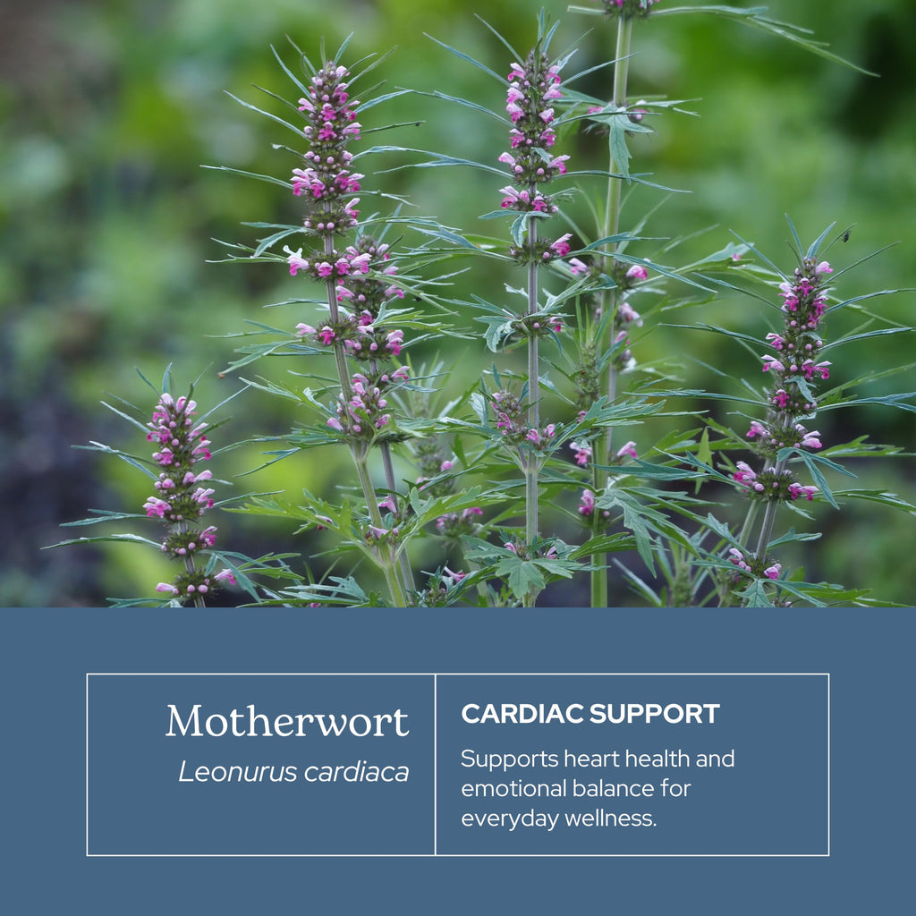 Eclectic Institute Motherwort Extract Circulatory Support - 2 fl oz - image 3