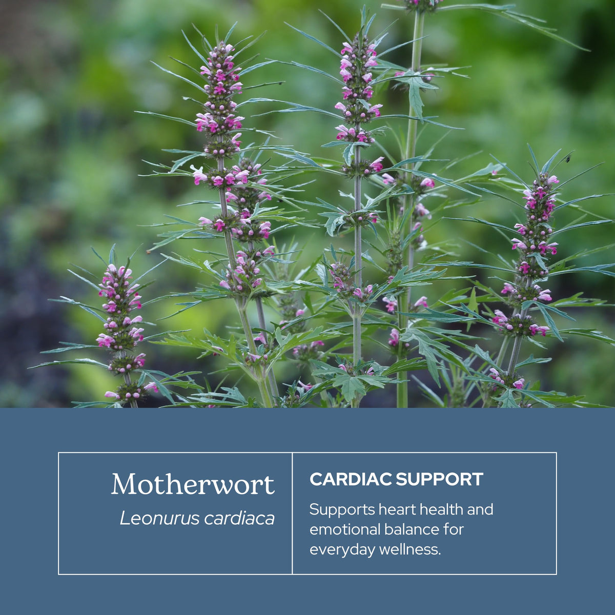 Eclectic Institute Motherwort Extract Circulatory Support - 2 fl oz - image 3