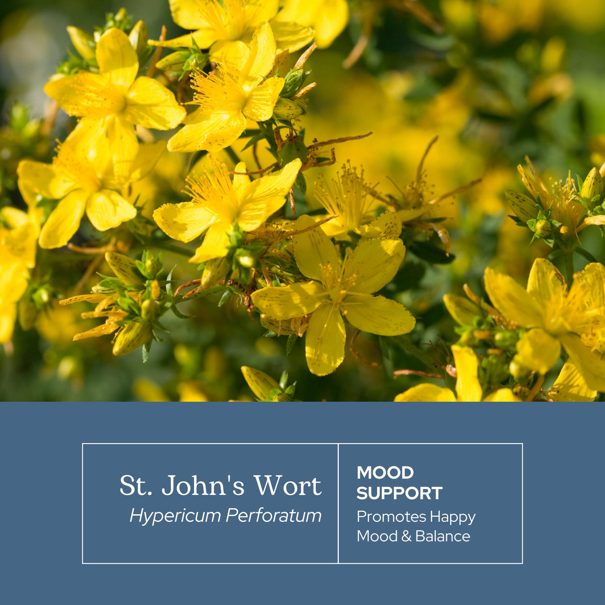 Eclectic Herb, St. John's Wort Capsules, Nervous System Support