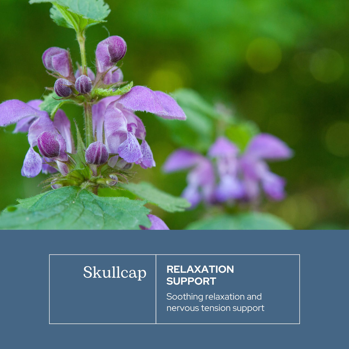 Eclectic Herb Skullcap Capsules Natural Sleep Support - 90 Capsules - image 3