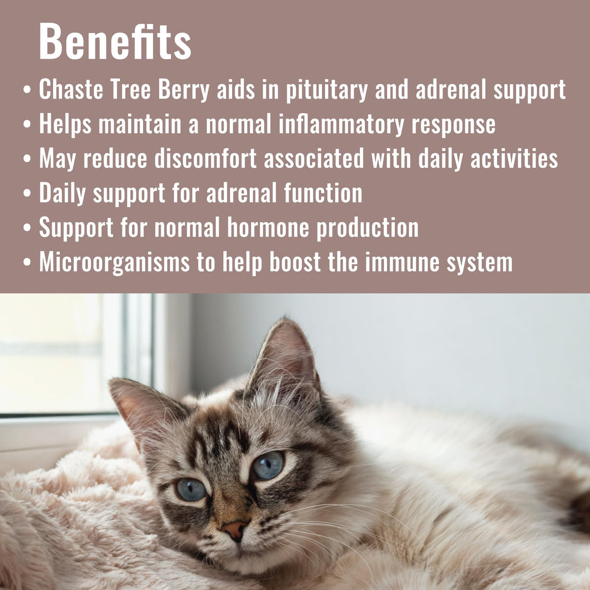 CATZYMES Adrenal Support - Promotes Optimal Bladder Health and Helps