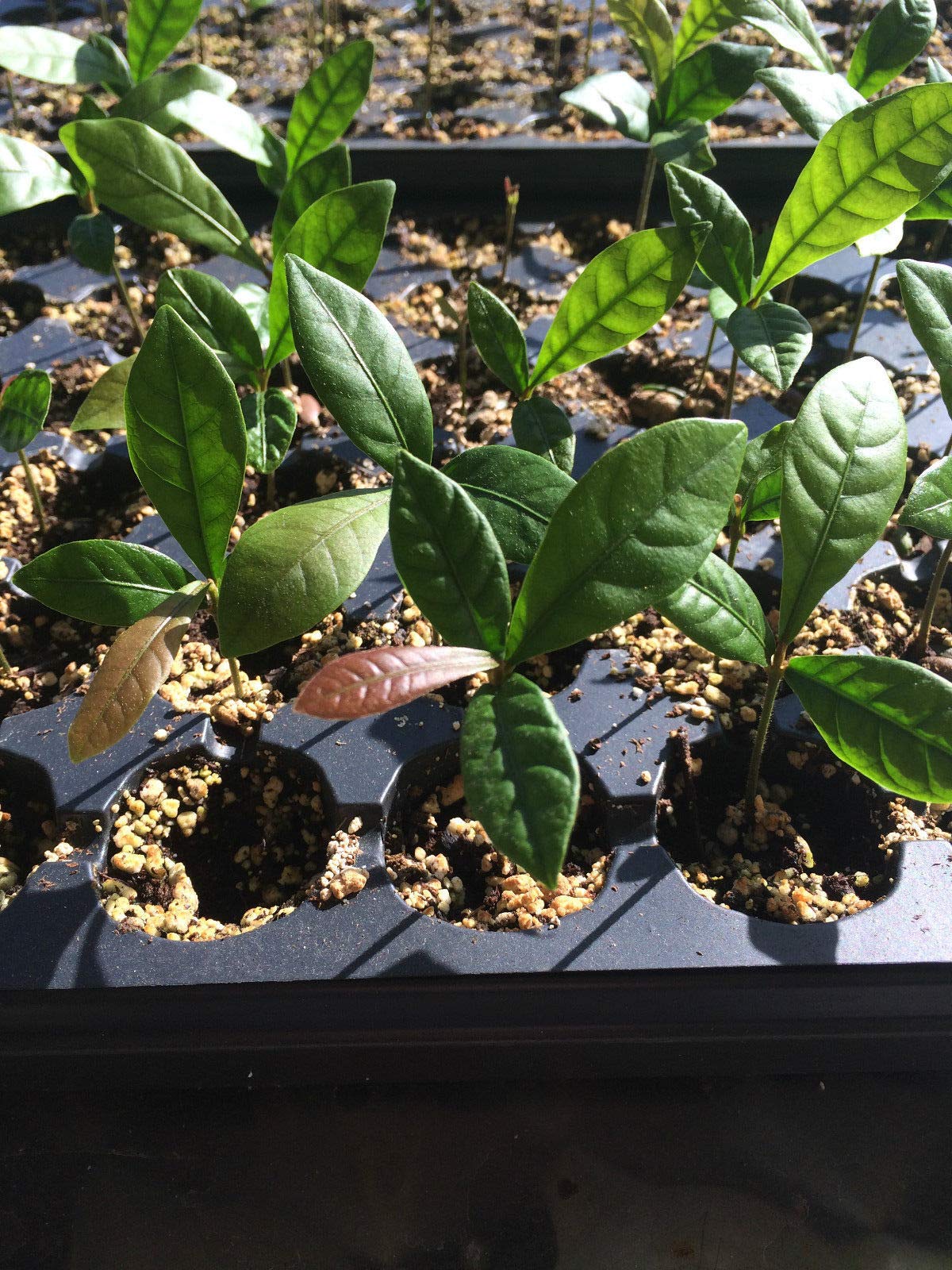 Miracle Fruit Plant Synsepalum dulcificum - 1 Plant - image 3
