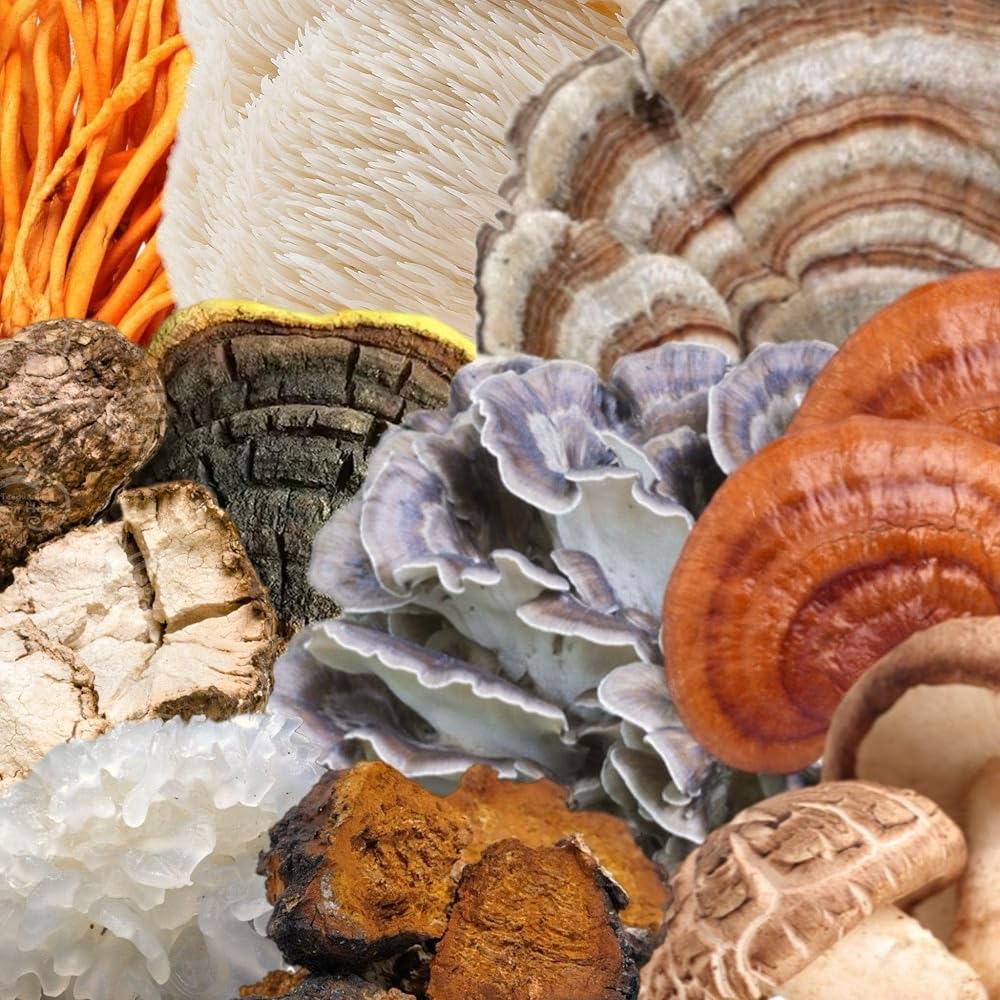 North Spore Spectrum 10 Mushroom Extract Supplement