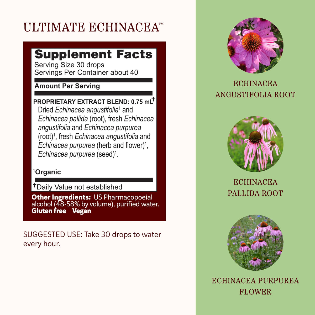 Herbs Etc. Ultimate Echinacea Liquid Extract Immunity - 1 fl oz - image 4