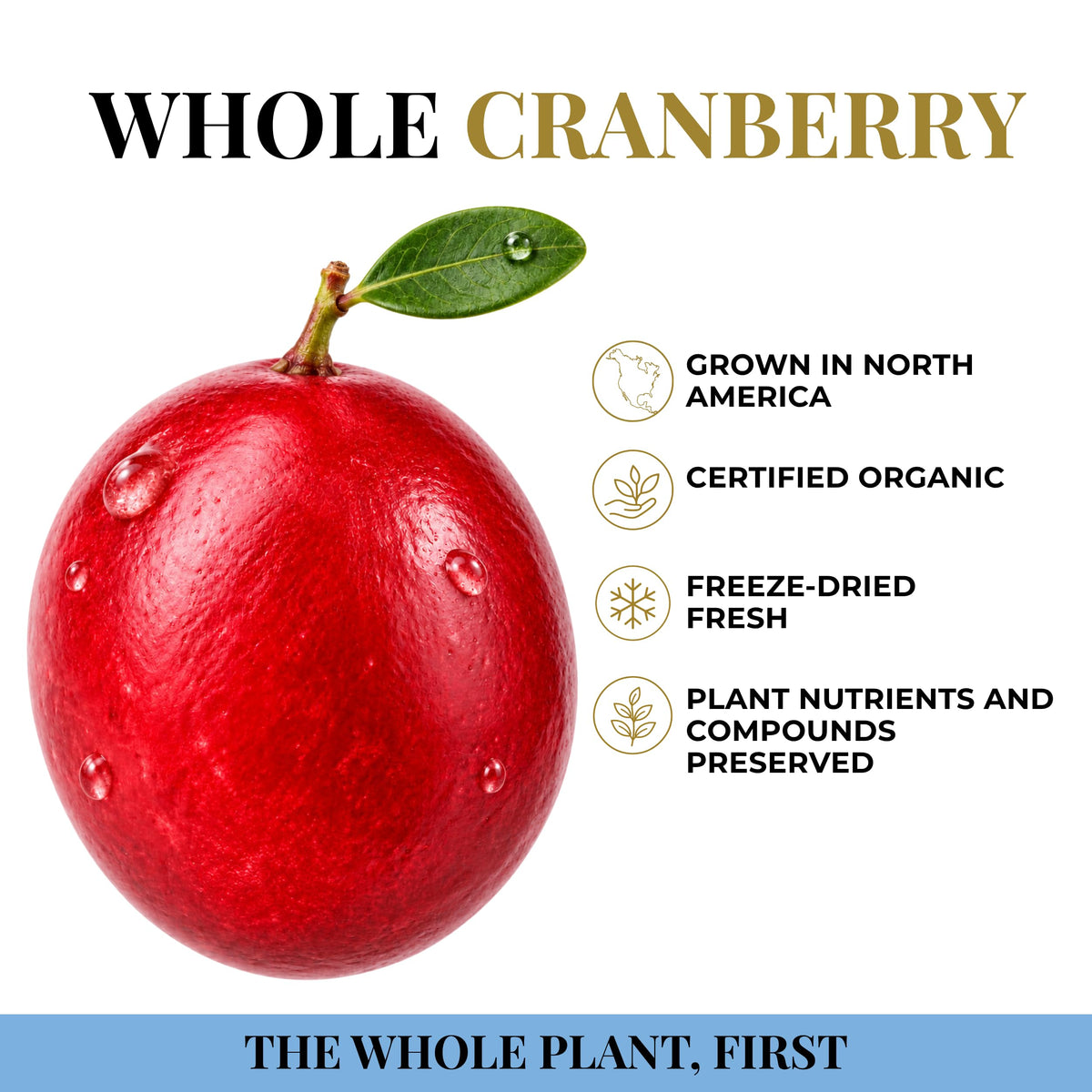 Eclectic Herb, Organic Cranberry Capsules, Urinary Tract Support