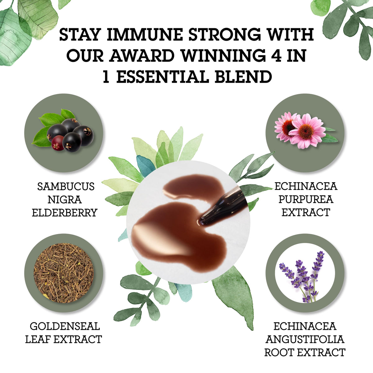 Quantum Health Elderberry 700 mg Immune Support Liquid Extract - 2 fl oz - image 3