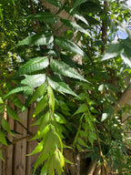 Goodluck Ganesha Fresh Neem Leaves - 200 Count - image 6