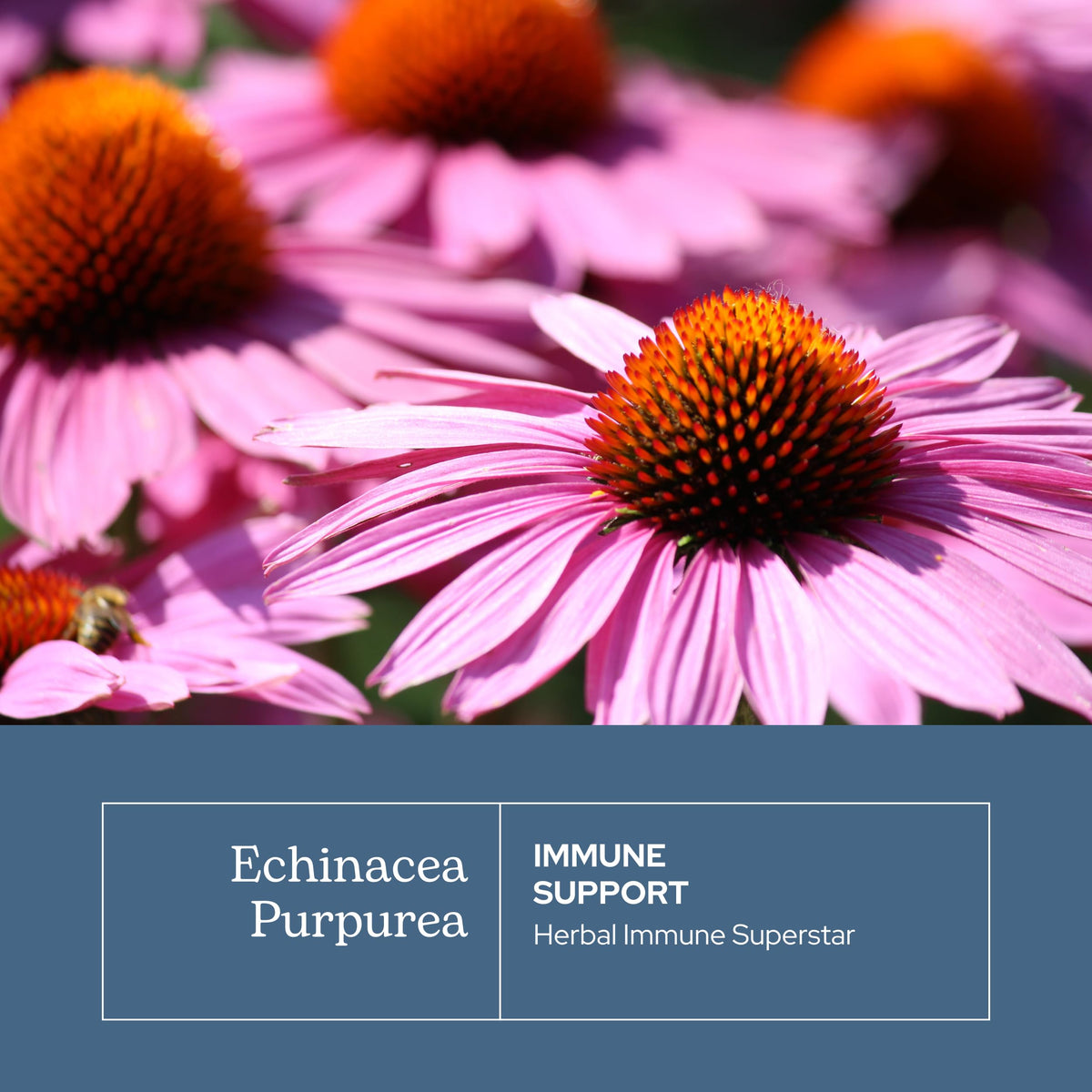 Eclectic Institute Echinacea Purpurea Root Capsules - 90 Count - image 3