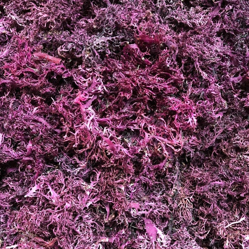 Sweet Sunnah Purple Sea Moss Wildcrafted - 8 oz