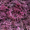Sweet Sunnah Purple Sea Moss Wildcrafted - 8 oz