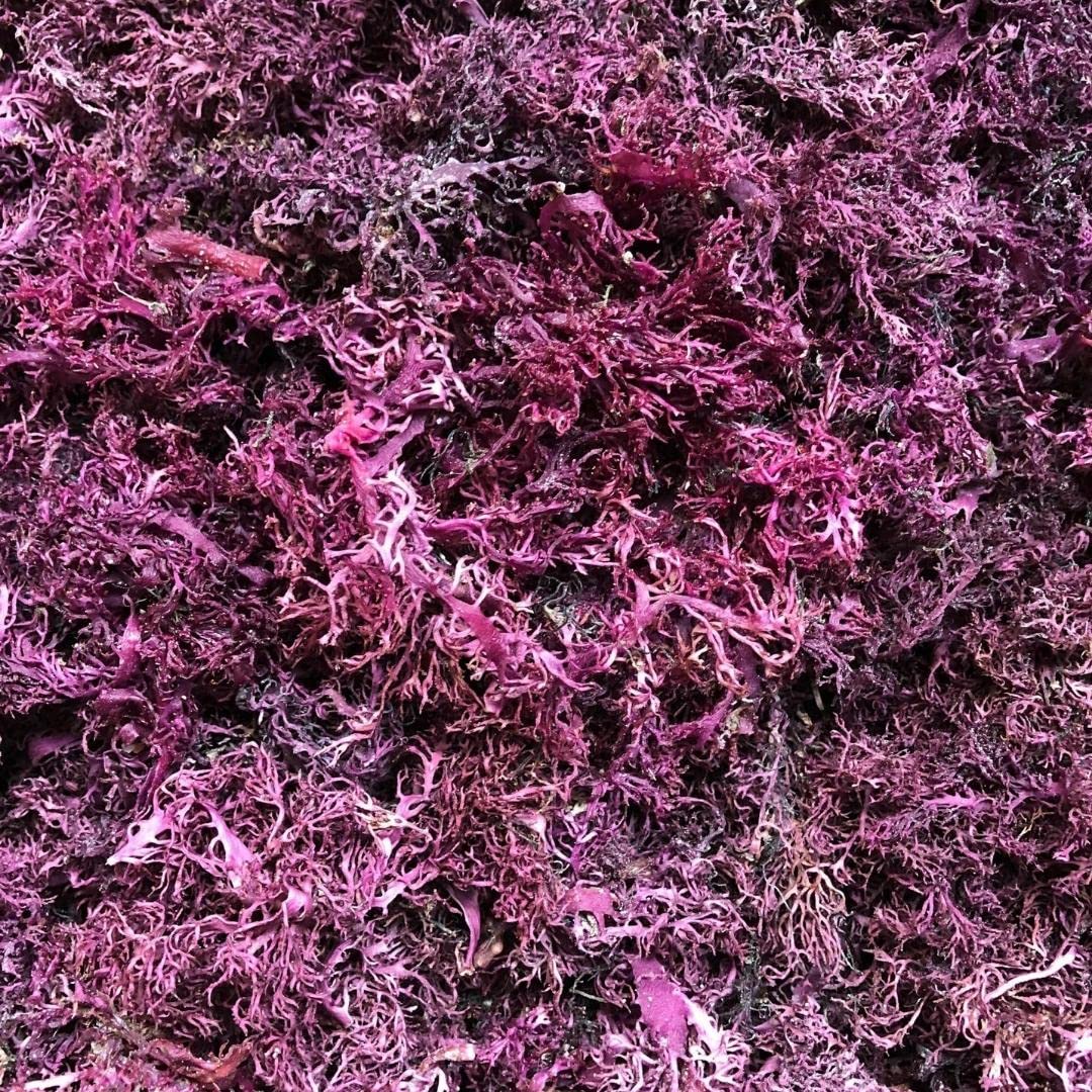 Sweet Sunnah Purple Sea Moss Wildcrafted - 8 oz