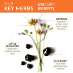 Himalaya UriCare Herbal Supplement