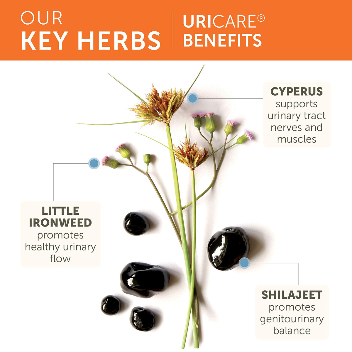 Himalaya UriCare Herbal Supplement