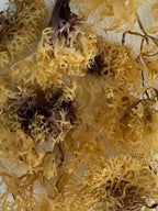 Alkaline Herb Raw Gold Sea Moss Wildcrafted - 4 oz - image 3