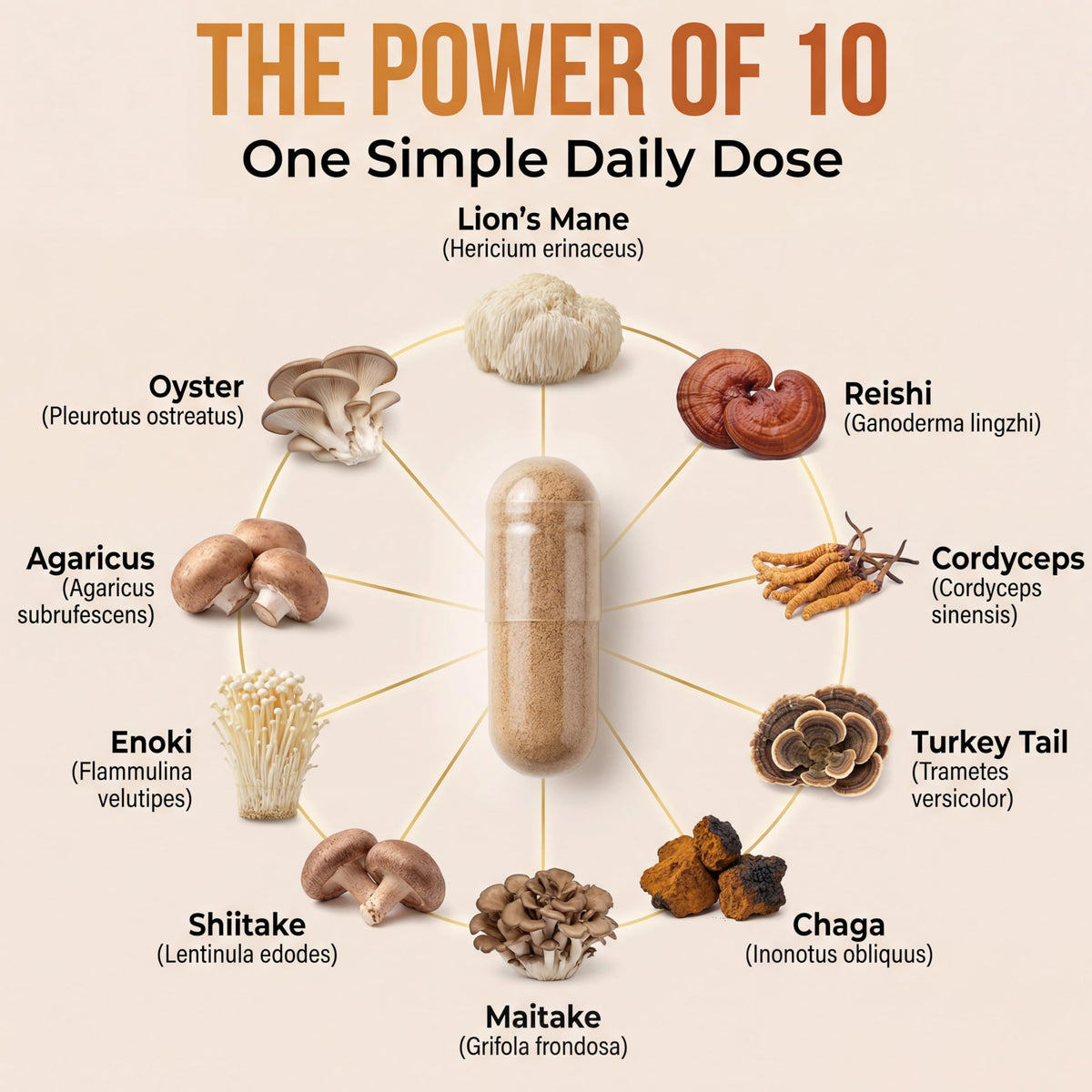 Simple-Organics 10 Mushroom Brain Supplement for Memory & Focus - 120 Capsules - image 3