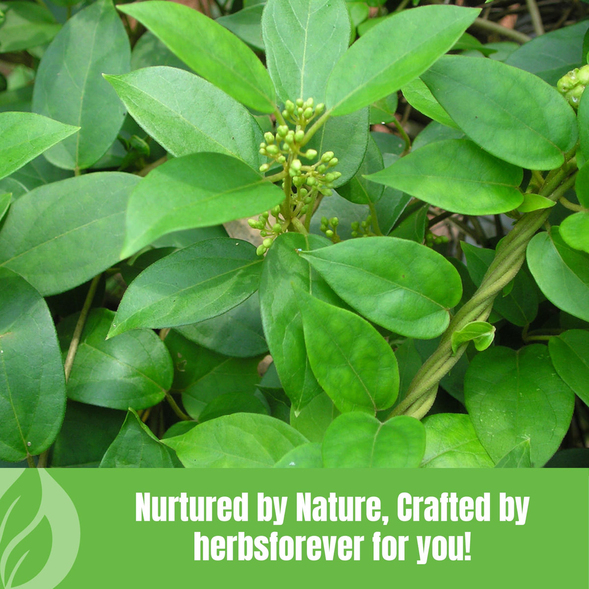 Herbsforever Gurmar Powder Products