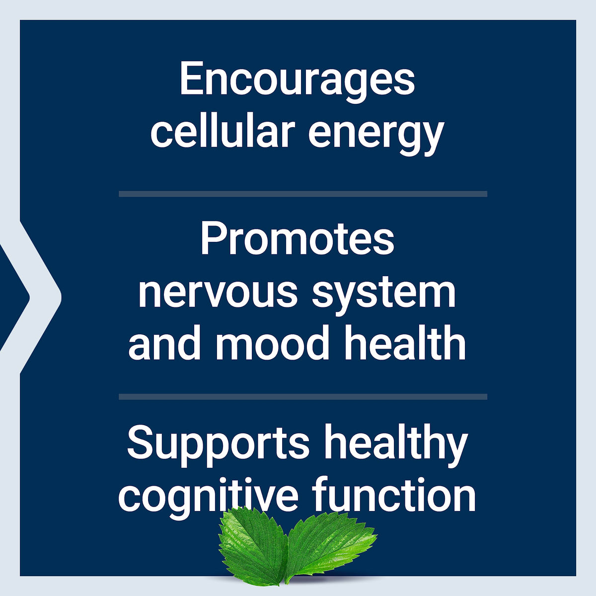 Life Extension Acetyl-L-Carnitine and Vitamin C - 100 Capsules - image 3