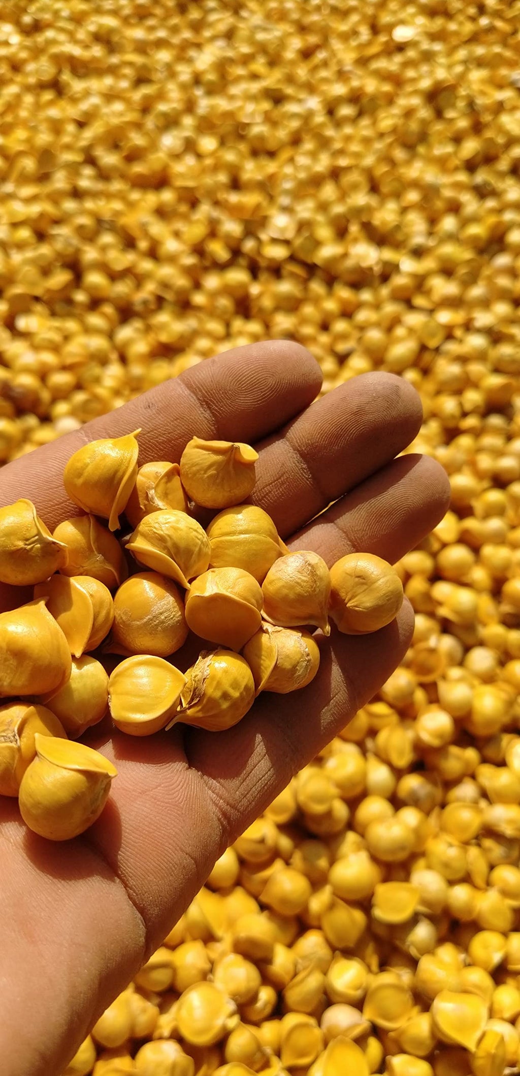 Morel Distribution Company Japanese Garlic//AJO Japones (100%