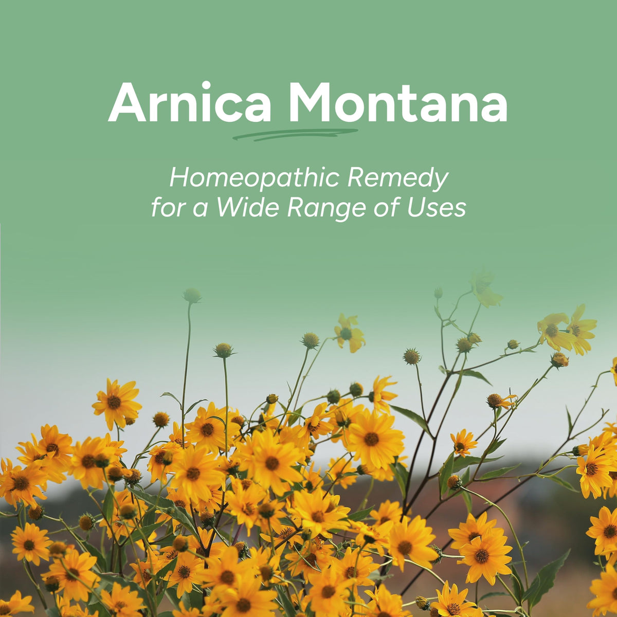 OLLOÏS Arnica Montana 6C Homeopathic Pellets - 80 Count - image 4