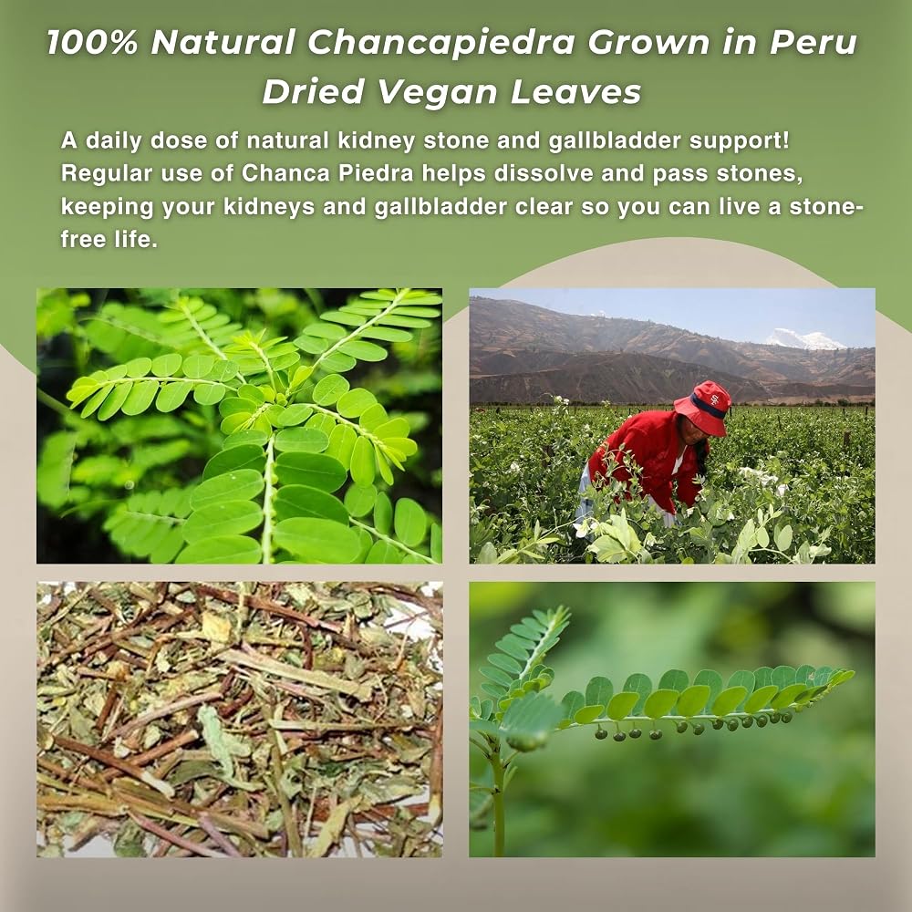 Hanan Chanca Piedra Loose Leaf for Stonebreaker Herbal Tea Dried - image 7