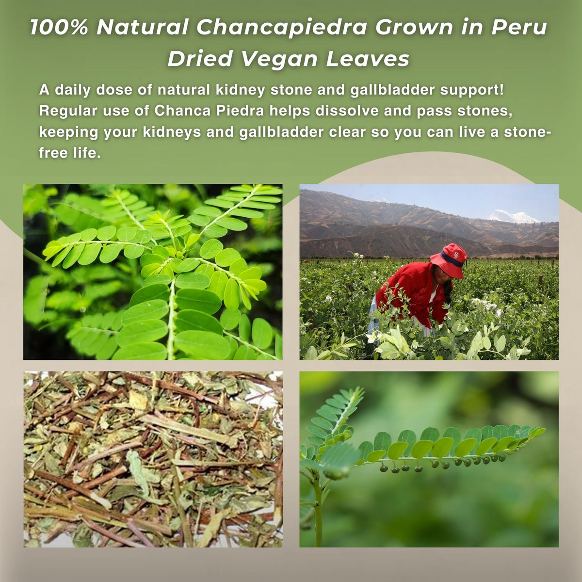 Hanan Chanca Piedra Loose Leaf for Stonebreaker Herbal Tea Dried