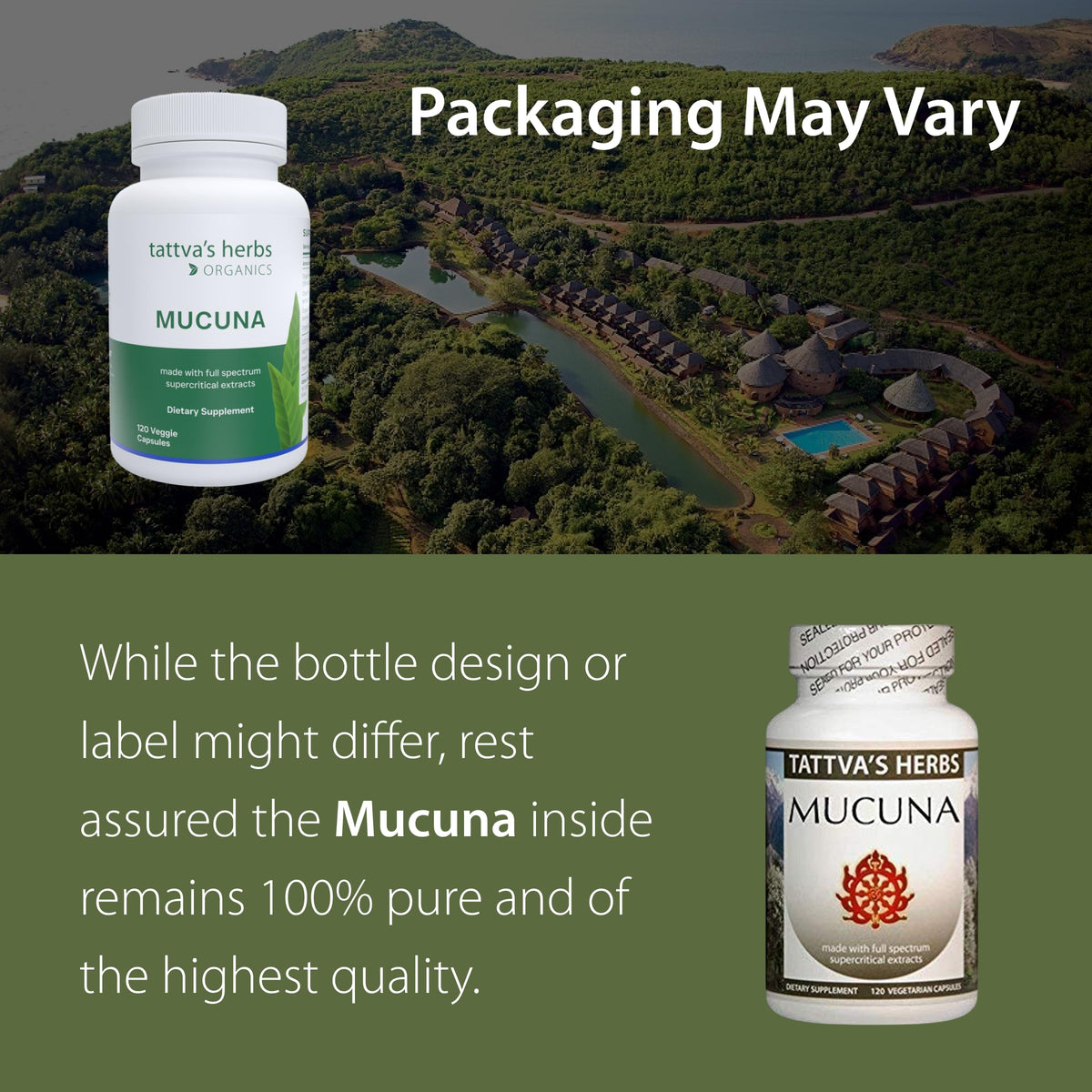 Tattva's Herbs Mucuna Pruriens Extract 500 mg - 240 Capsules - image 2
