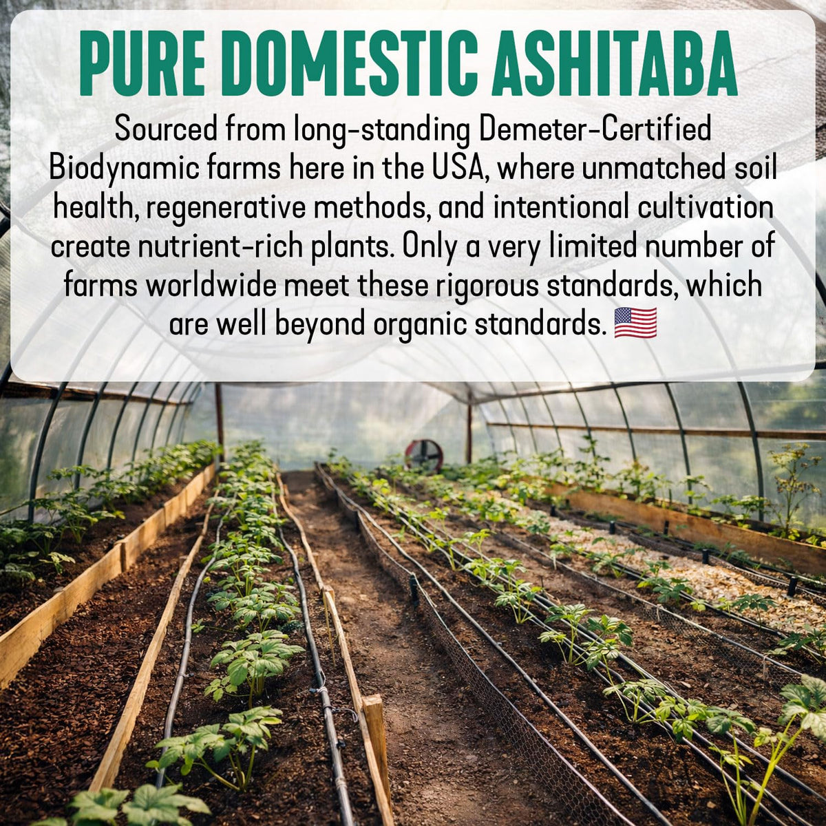 Dr. Cowan's Garden Ashitaba Powder - 40g - image 5