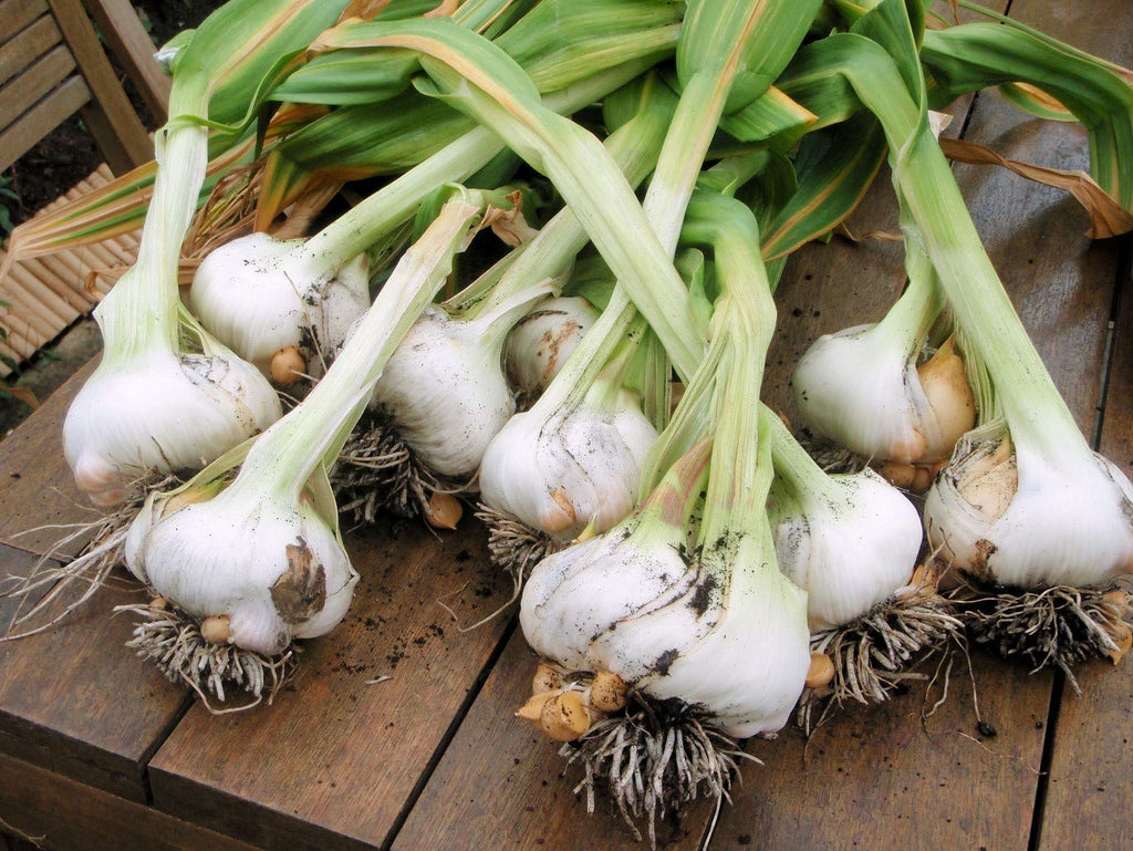 Morel Distribution Company Japanese Garlic//AJO Japones (100%