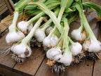 Morel Distribution Company Japanese Garlic//AJO Japones (100%