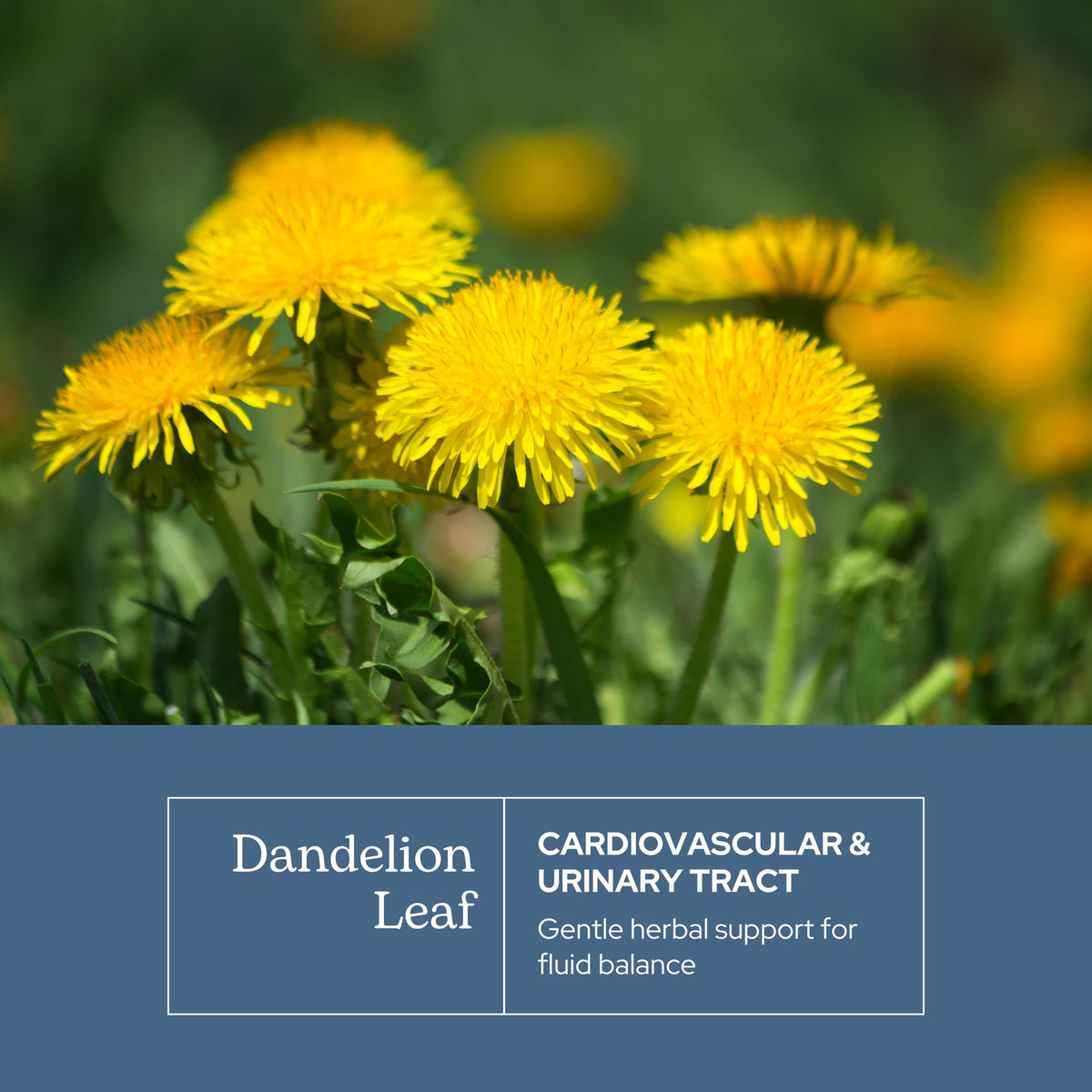 Eclectic Institute Organic Dandelion Leaf Capsules - 90 Count - image 3