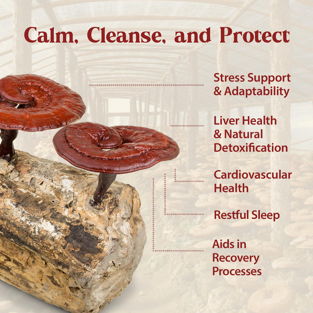 Dragon Herbs Duanwood Reishi Drops Mushroom Supplement - 2 fl oz - image 4